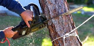 Professional Tree Services in Belterra, TX