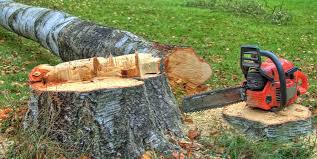 Best Firewood Processing and Delivery  in Belterra, TX