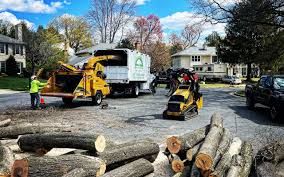 Best Leaf Removal  in Belterra, TX