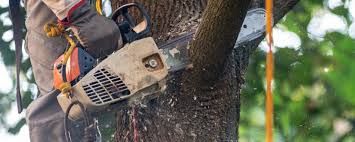 Best Weed Control  in Belterra, TX