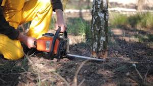 Best Lawn Renovation and Restoration  in Belterra, TX