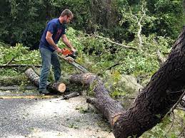 Best Seasonal Cleanup (Spring/Fall)  in Belterra, TX