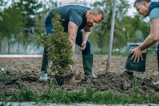Best Palm Tree Trimming  in Belterra, TX