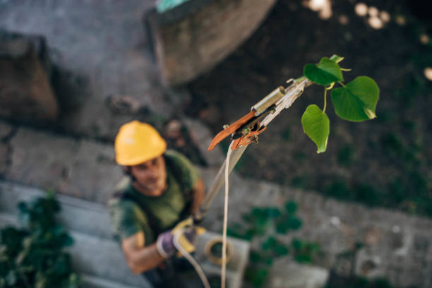 Best Root Management and Removal  in Belterra, TX