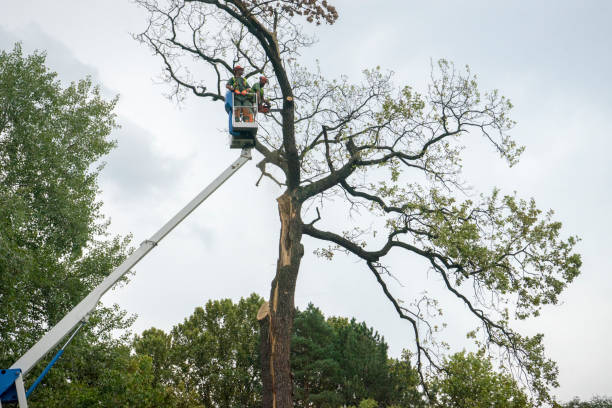 Best Tree Risk Assessment  in Belterra, TX