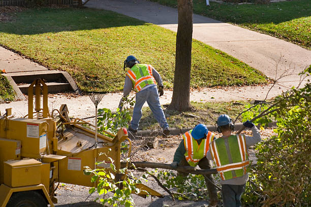 Best Hazardous Tree Removal  in Belterra, TX