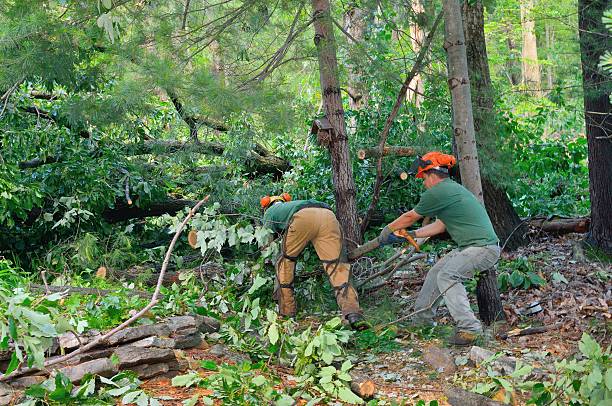 Best Landscape Design and Installation  in Belterra, TX
