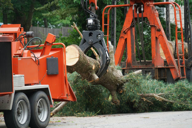 Best Tree Disease Treatment  in Belterra, TX