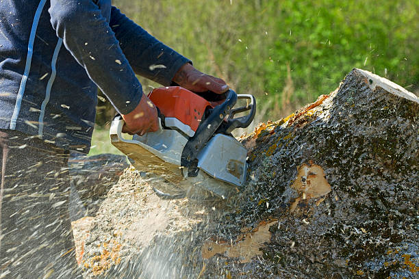 Best Root Management and Removal  in Belterra, TX