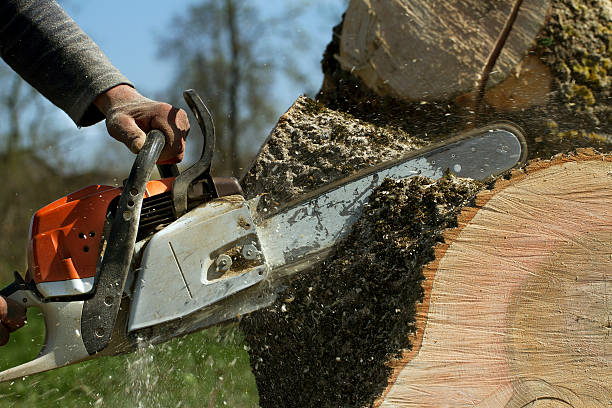 Best Tree Preservation Services  in Belterra, TX