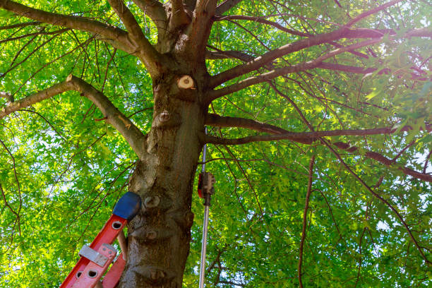 Best Tree Maintenance Programs  in Belterra, TX